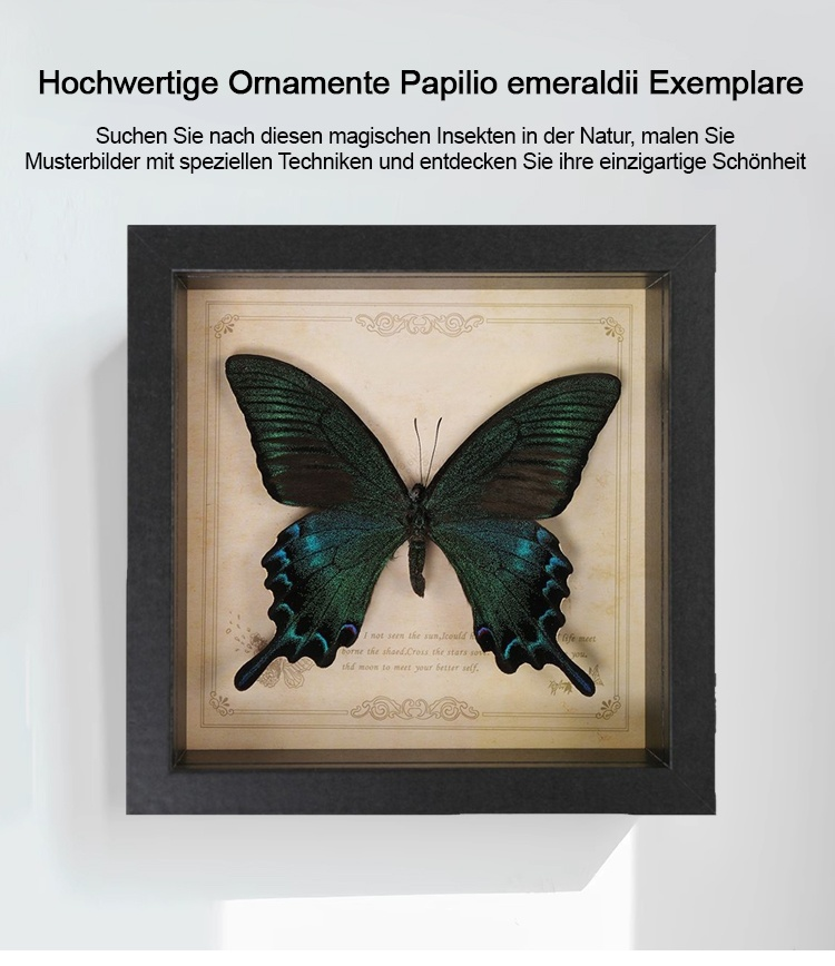 Präparierter Papilio Schmetterling im Bilderrahmen