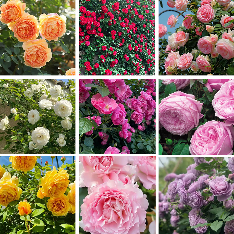 【Keine Blüte = volle Rückerstattung】Beste Pflanzzeit: Im Mai voller bunter Rosen – bis zu 300 Tage Blütenpracht!