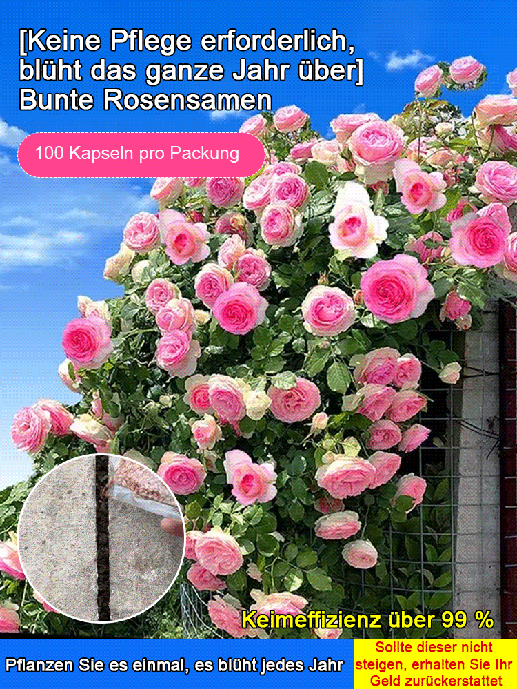 【Keine Blüte = volle Rückerstattung】Beste Pflanzzeit: Im Mai voller bunter Rosen – bis zu 300 Tage Blütenpracht!