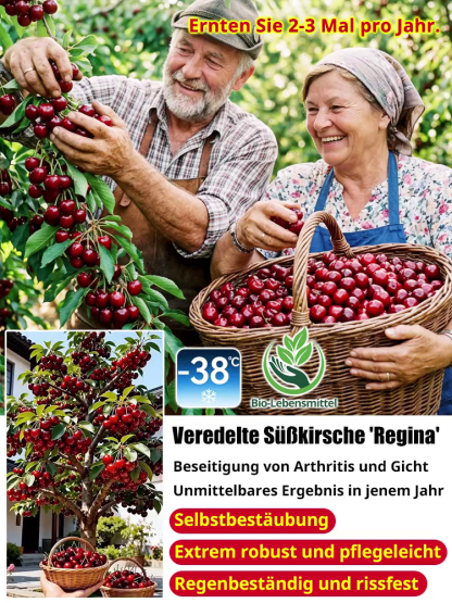 【100% Anwachsgarantie】 4J XXL Regina Süßkirschbaum | Kräftige 2-jährige Setzlinge | Ernte bereits im ersten Jahr | Ideal für Balkon und Garten | Winterhart bis -20°C 🍒