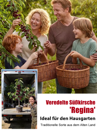 【100% Anwachsgarantie】 4J XXL Regina Süßkirschbaum | Kräftige 2-jährige Setzlinge | Ernte bereits im ersten Jahr | Ideal für Balkon und Garten | Winterhart bis -20°C 🍒
