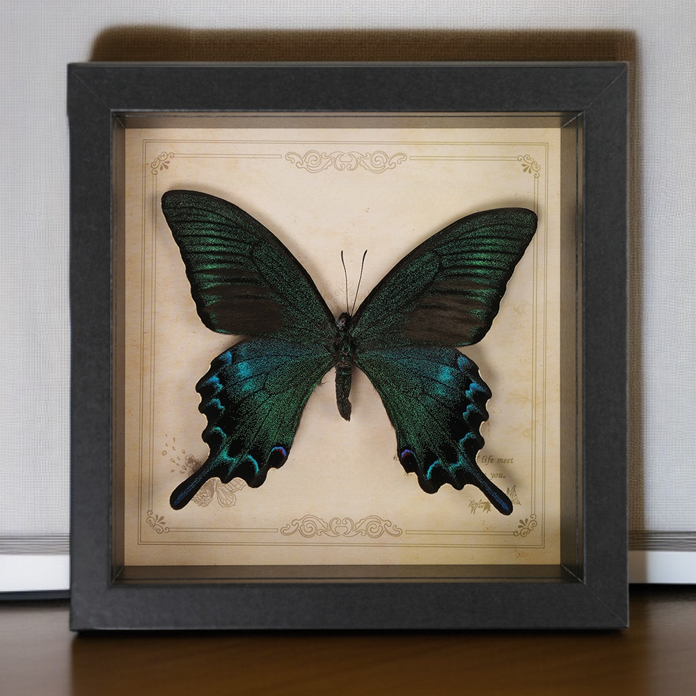 Präparierter Papilio Butterfly mit Bilderrahmen