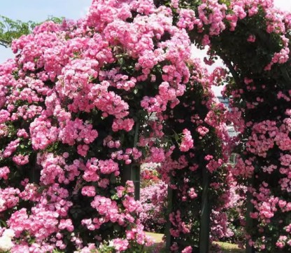 【Keine Blüte = volle Rückerstattung】Beste Pflanzzeit: Im Mai voller bunter Rosen – bis zu 300 Tage Blütenpracht!