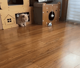 Innovatives Schwerkraftauto mit niedlichem Haustierdesign