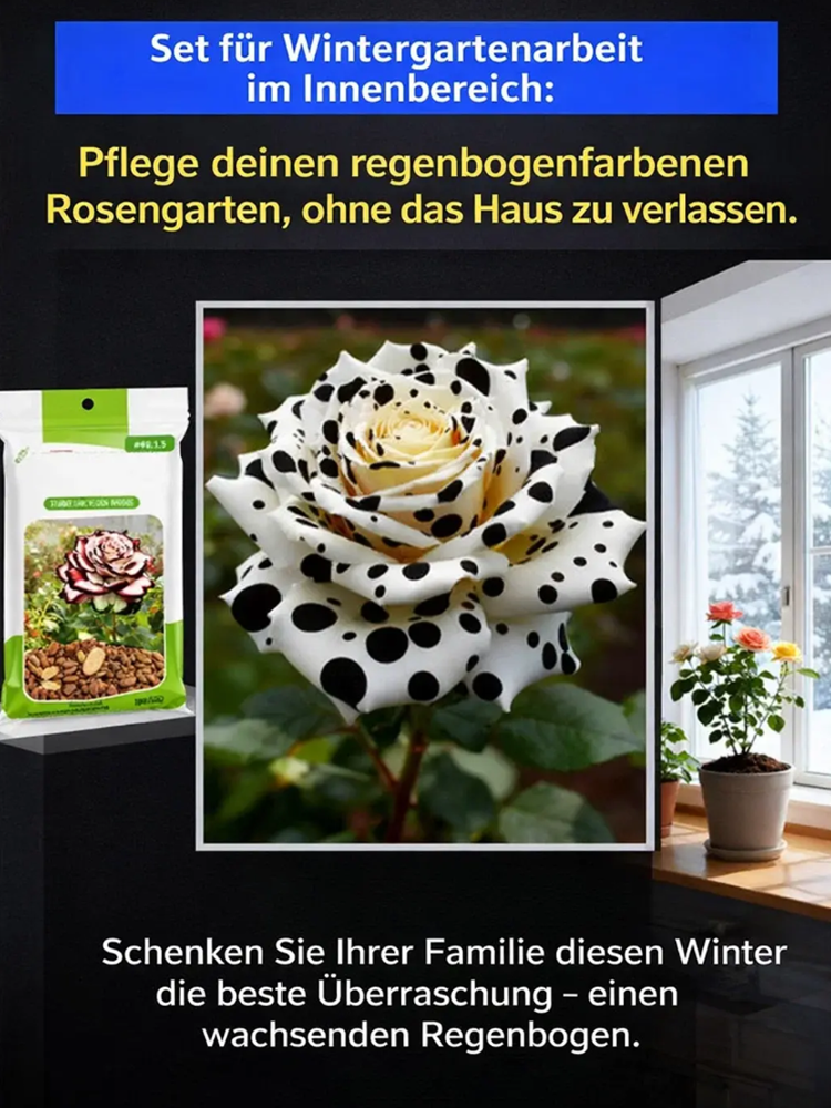 Mehrblütige Tupfenrose: Jede Blüte so einzigartig wie ein Fingerabdruck ❤️ Mach deinen Garten außergewöhnlich!