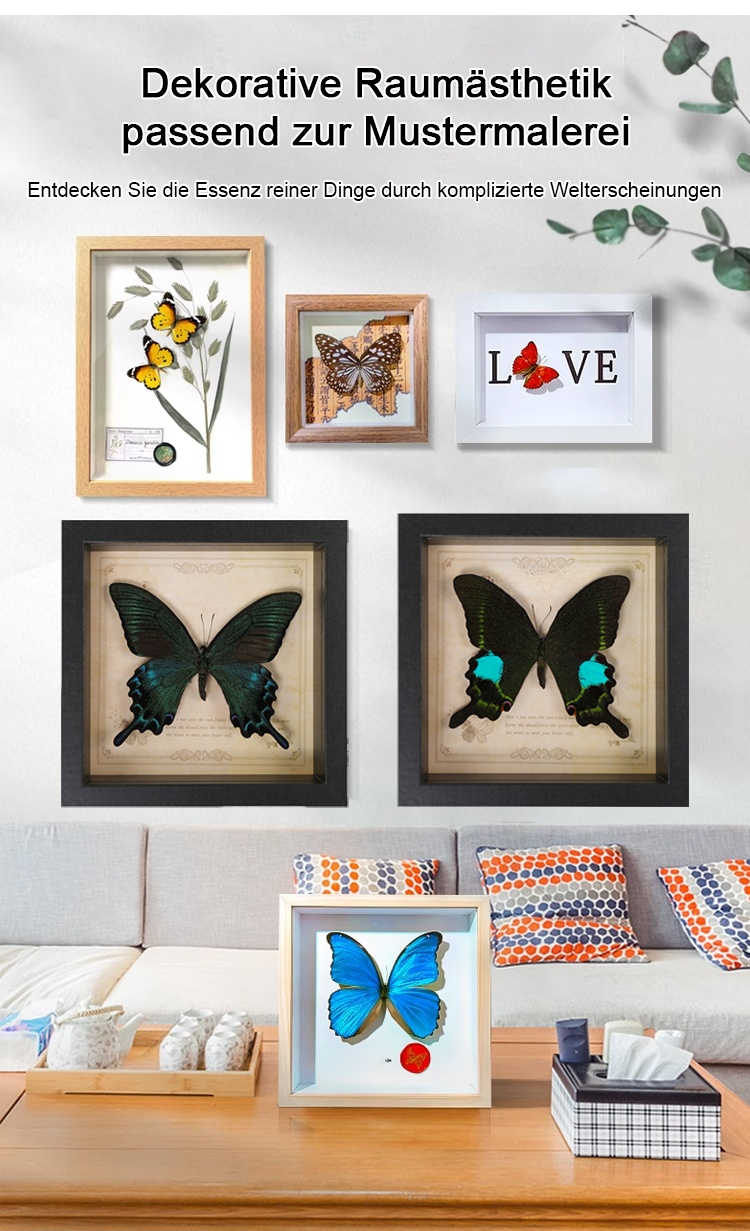 Papilio Butterfly Präparat als Wanddeko