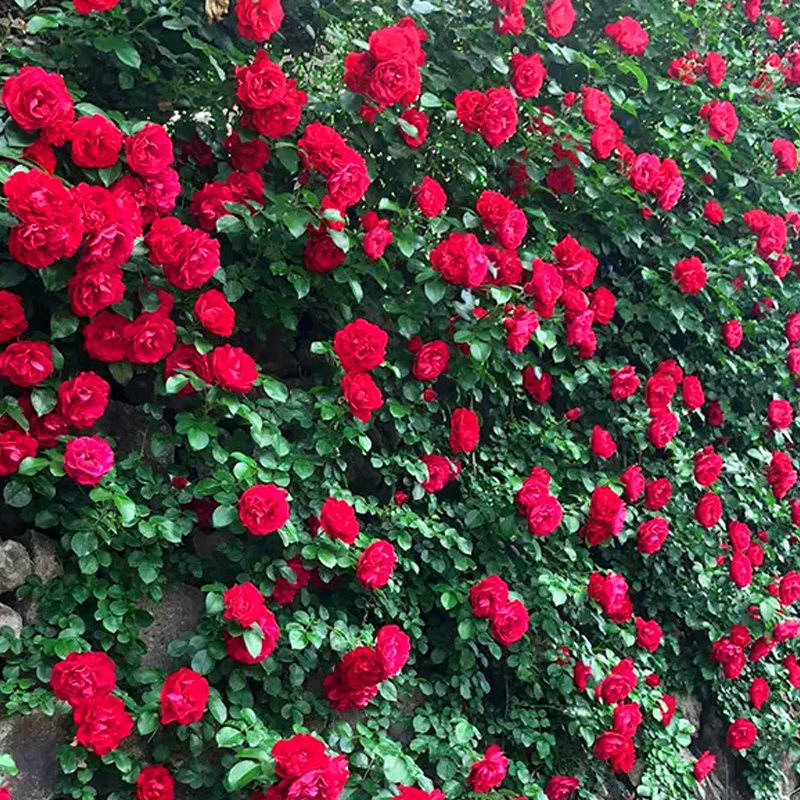 【Keine Blüte = volle Rückerstattung】Beste Pflanzzeit: Im Mai voller bunter Rosen – bis zu 300 Tage Blütenpracht!