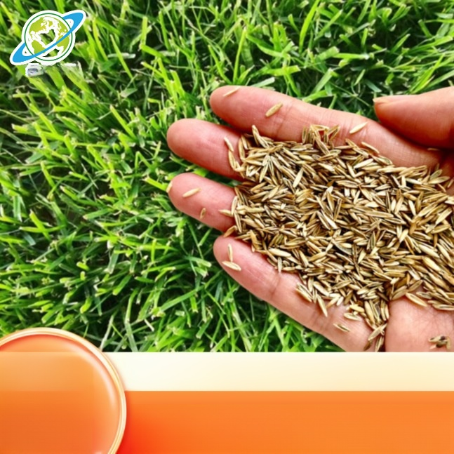 7-dniowa szybko rosnąca trawa zielona przez cały rok