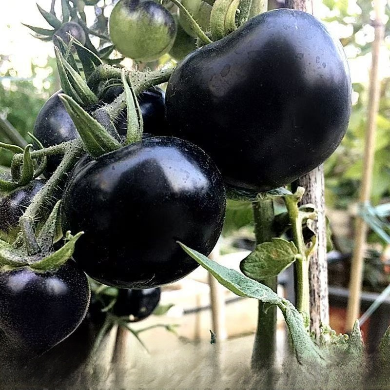 Kék Áfonya-paradicsom Vetőmag | Fekete és Lila Paradicsom Magok | Agrártudományi Nemesítés | Magas Antocián és Vitamin Tartalom | Konyhakerti Vetőmag