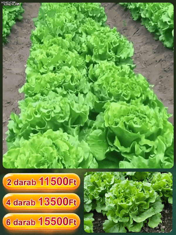 Négy évszak ültetése Olasz saláta magok