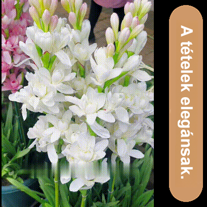 Éjszakai illatú tuberóza hagyma virág