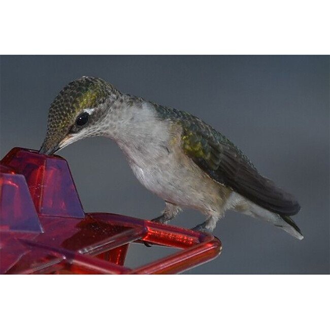 (🔥Last Day Promotion-SAVE 50% OFF) Mary's Hummingbird Feeder With Per