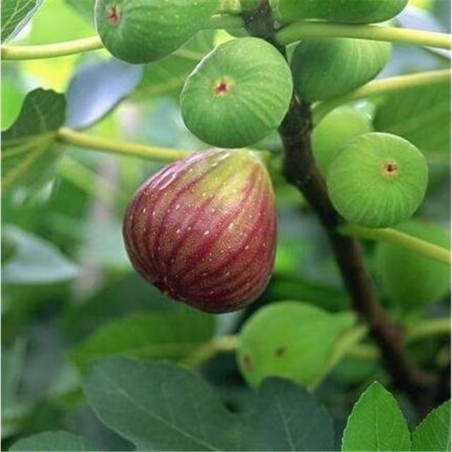 [Enjoy fresh fruit daily] Türkiye imports giant fig tree seeds