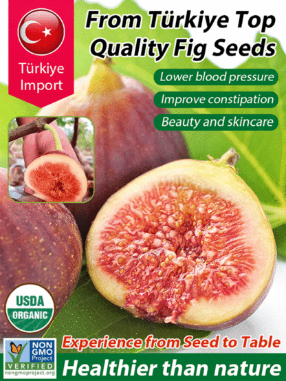 [Enjoy fresh fruit daily] Türkiye imports giant fig tree seeds