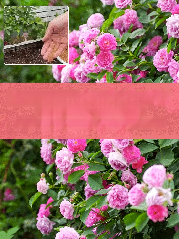 Całoroczne kwitnienie nasiona róż pnących