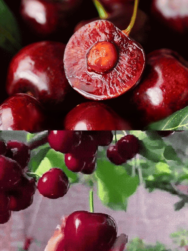 [Szybko rosnące, mocne i odporne na życie] Sadzonki wiśni, które owocują w tym samym roku