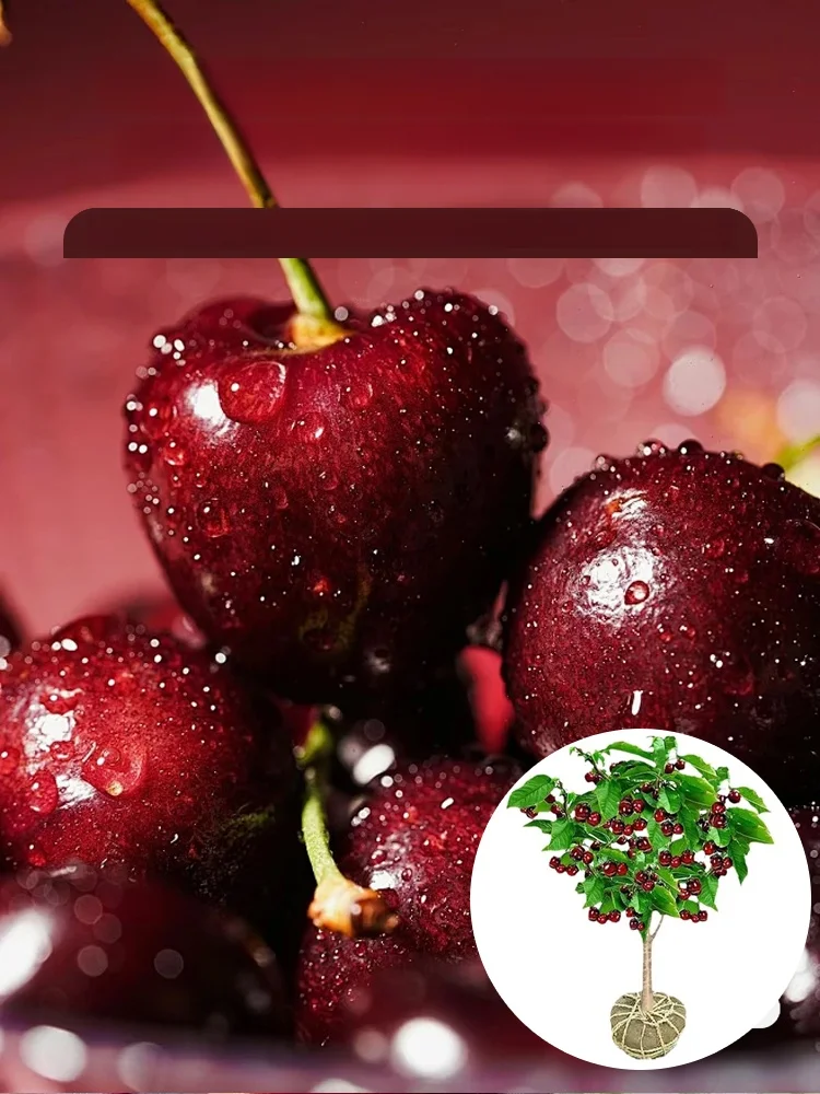 [Szybko rosnące, mocne i odporne na życie] Sadzonki wiśni, które owocują w tym samym roku