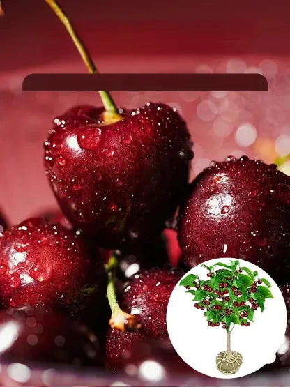 [Szybko rosnące, mocne i odporne na życie] Sadzonki wiśni, które owocują w tym samym roku