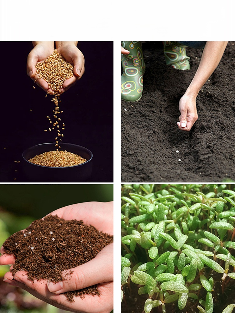 Całoroczne kwitnienie nasiona róż pnących