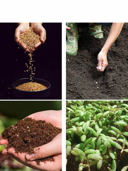 Całoroczne kwitnienie nasiona róż pnących