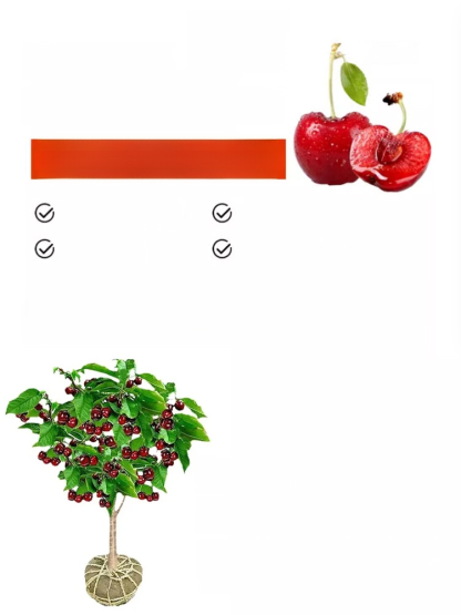[Szybko rosnące, mocne i odporne na życie] Sadzonki wiśni, które owocują w tym samym roku