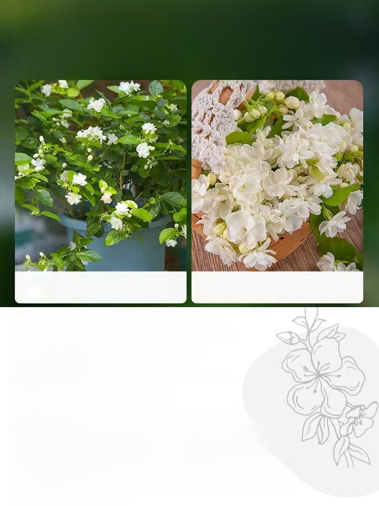 🌸【Pachnidło Ogrodu】Nasiona jaśminu o intensywnym zapachu i pełnych kwiatach🌷🏡Nie dość, że jest piękny, to jeszcze można go wykorzystać do zaparzenia herbaty.