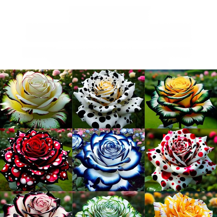 Nasiona róży wielogłowych