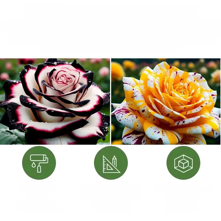 Nasiona róży wielogłowych