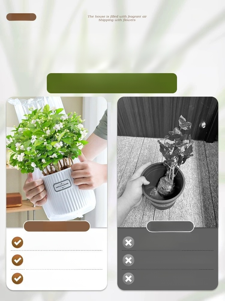 🌸【Pachnidło Ogrodu】Nasiona jaśminu o intensywnym zapachu i pełnych kwiatach🌷🏡Nie dość, że jest piękny, to jeszcze można go wykorzystać do zaparzenia herbaty.