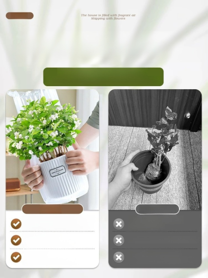 🌸【Pachnidło Ogrodu】Nasiona jaśminu o intensywnym zapachu i pełnych kwiatach🌷🏡Nie dość, że jest piękny, to jeszcze można go wykorzystać do zaparzenia herbaty.