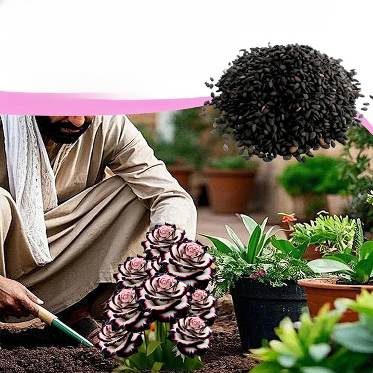 Nasiona róży wielogłowych