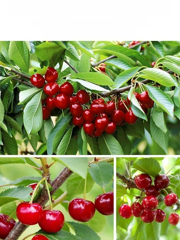 🍒Suszona Wiśnia 🌟Garść dziennie dla zdrowego ciała🌿 Zarówno osoby starsze, jak i dzieci uwielbiają jeść