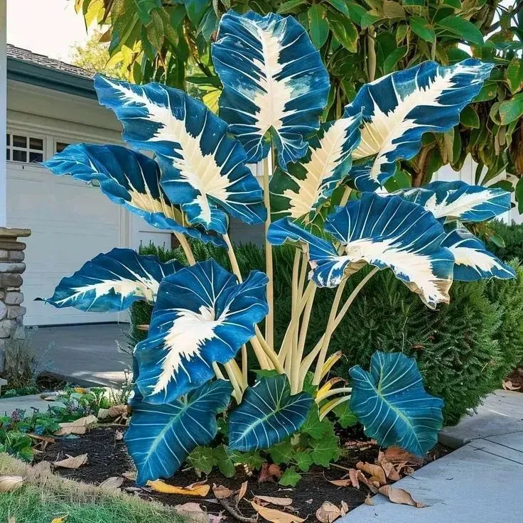 🌸【7 days germination】Last Day 50% OFF🍃Rare Giant Caladium Seeds