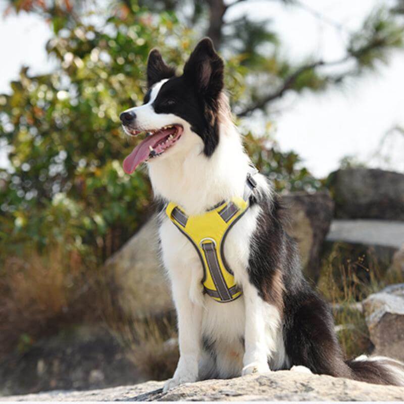 Multifunction Explosion-Proof Anti Pull Harness Medium to Large Dog Ha