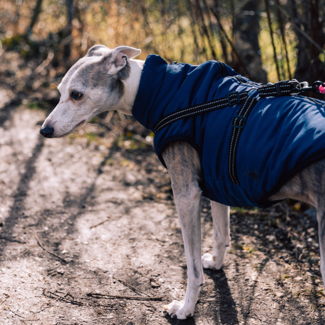 Premium Dog Winter Jacket: Tech Fabric, Reflective, All-Weather, Waterproof Coat for Ultimate Canine Comfort-Petpet-Park