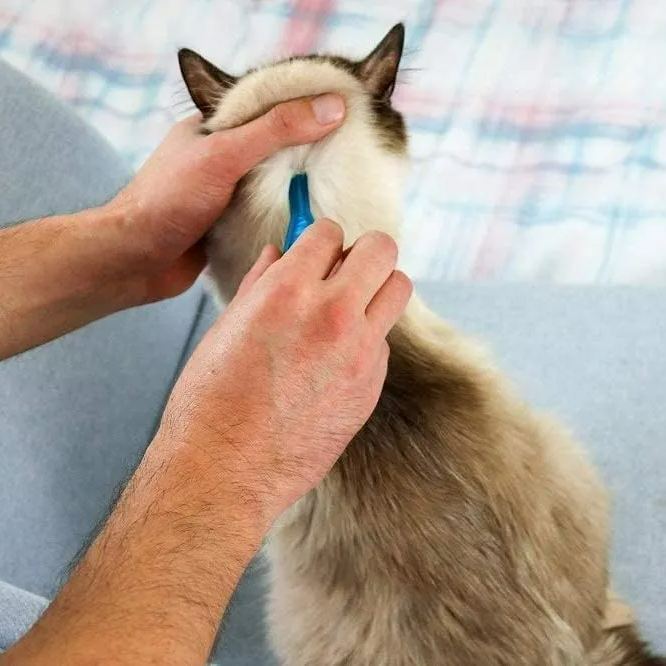 FRONTLINE® Plus Flea Tick Treatment for Cats