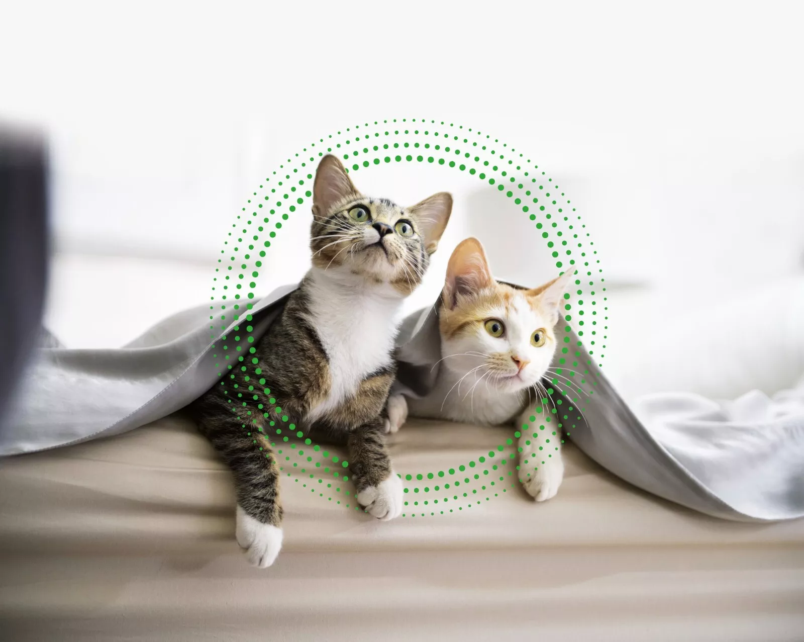 FRONTLINE Plus Flea & Tick Treatment for Cats and Ferrets - 6 Pipettes