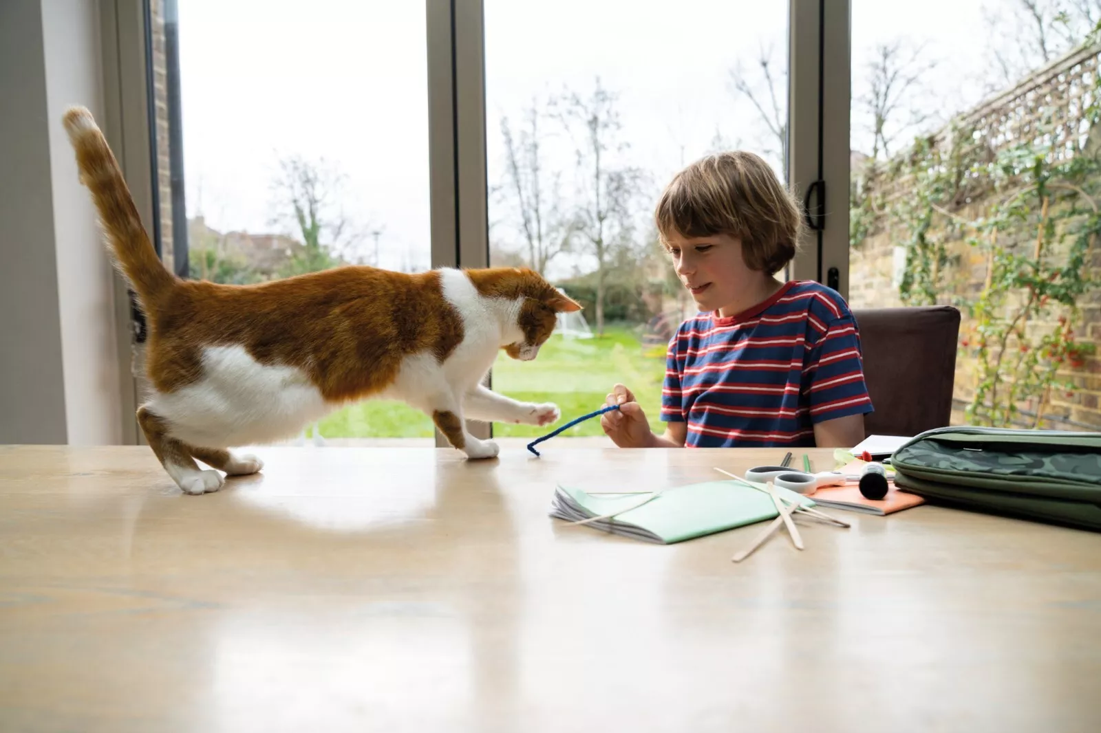 FRONTLINE Plus Flea & Tick Treatment for Cats and Ferrets - 6 Pipettes