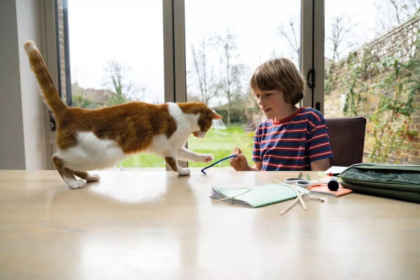 FRONTLINE Plus Flea & Tick Treatment for Cats and Ferrets - 6 Pipettes