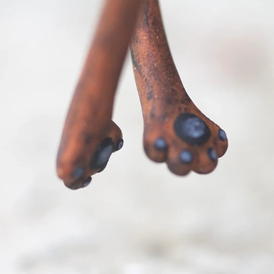 🔥Last Day 49% OFF-🦊“These Felt Foxes Have ‘What Is Happening’ Eyes — And They’re Taking Over Our Shelves”🎁