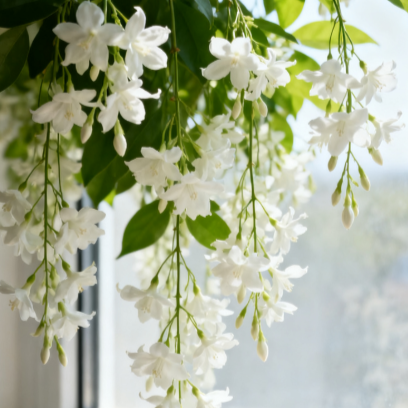 Weeping Jasmine Seeds