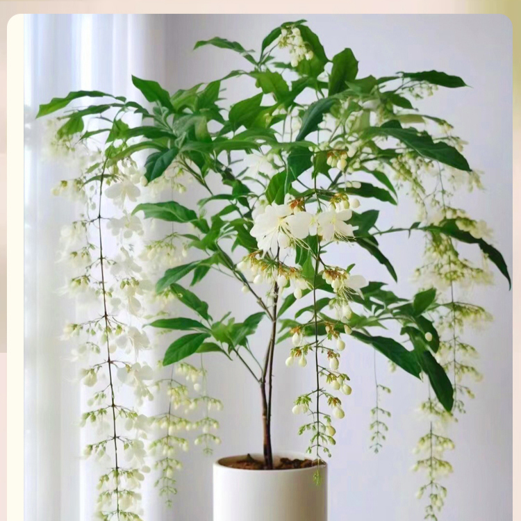 Weeping Jasmine Seeds