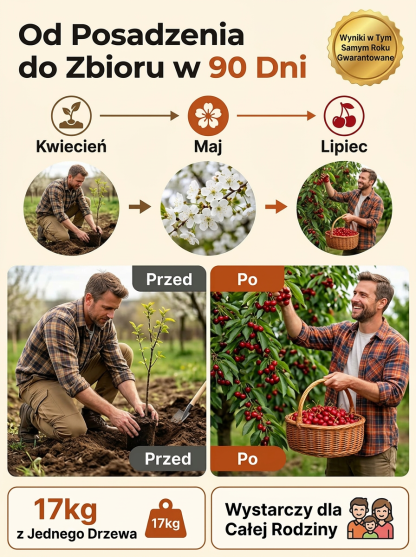 Super słodkie sadzonki wiśni olbrzymiej bezpestkowej