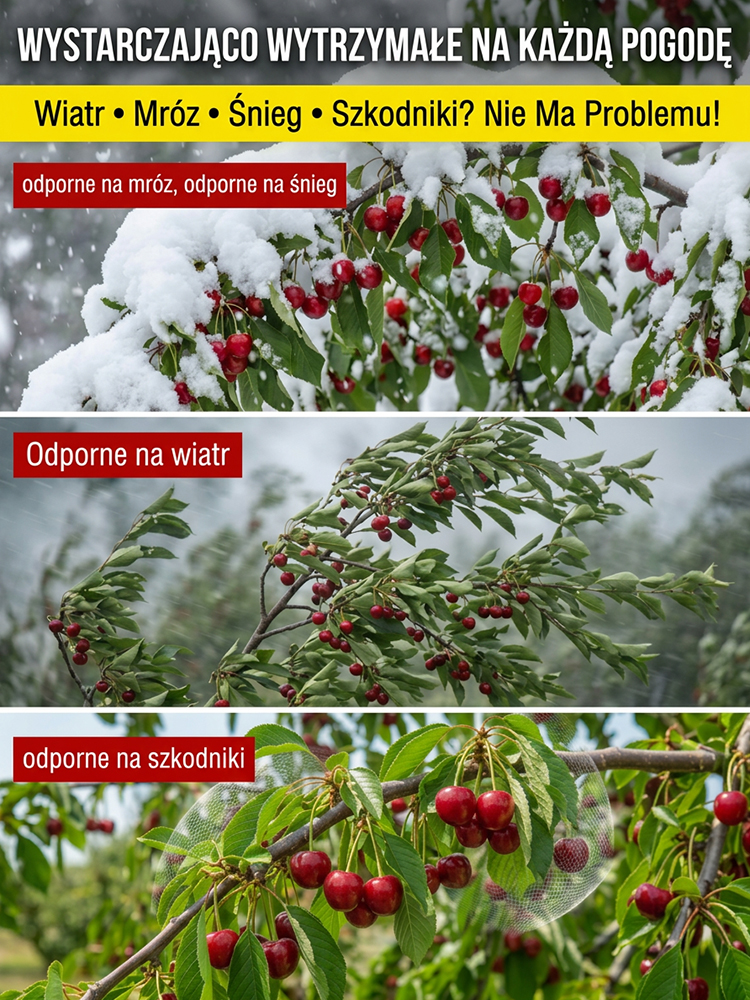 Super słodkie sadzonki wiśni olbrzymiej bezpestkowej