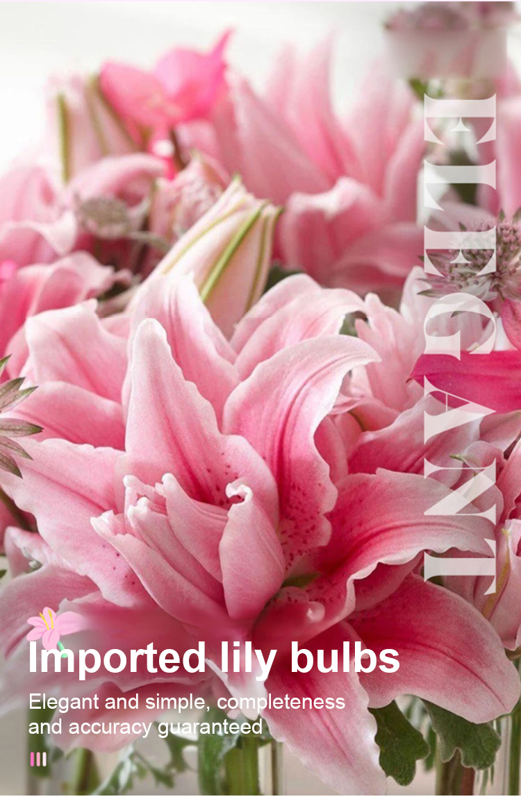 翻译件-JS-四季开花百合花球根-1261140-系统_04.jpg
