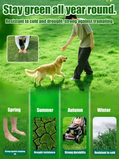 [99% Germination Rate] Evergreen Hardy Lawn Seeds