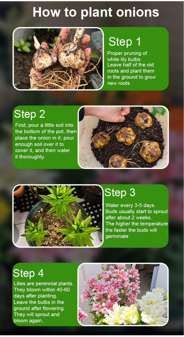 [25-Day Bloom] Fragrant Double Lily Bulbs | Easy Care, Luxury Scent & Air Purifying 🌹✨