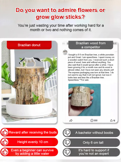 [Water-inspired] Four-season Flowering Hydroponic Brazilian Fortune Tree