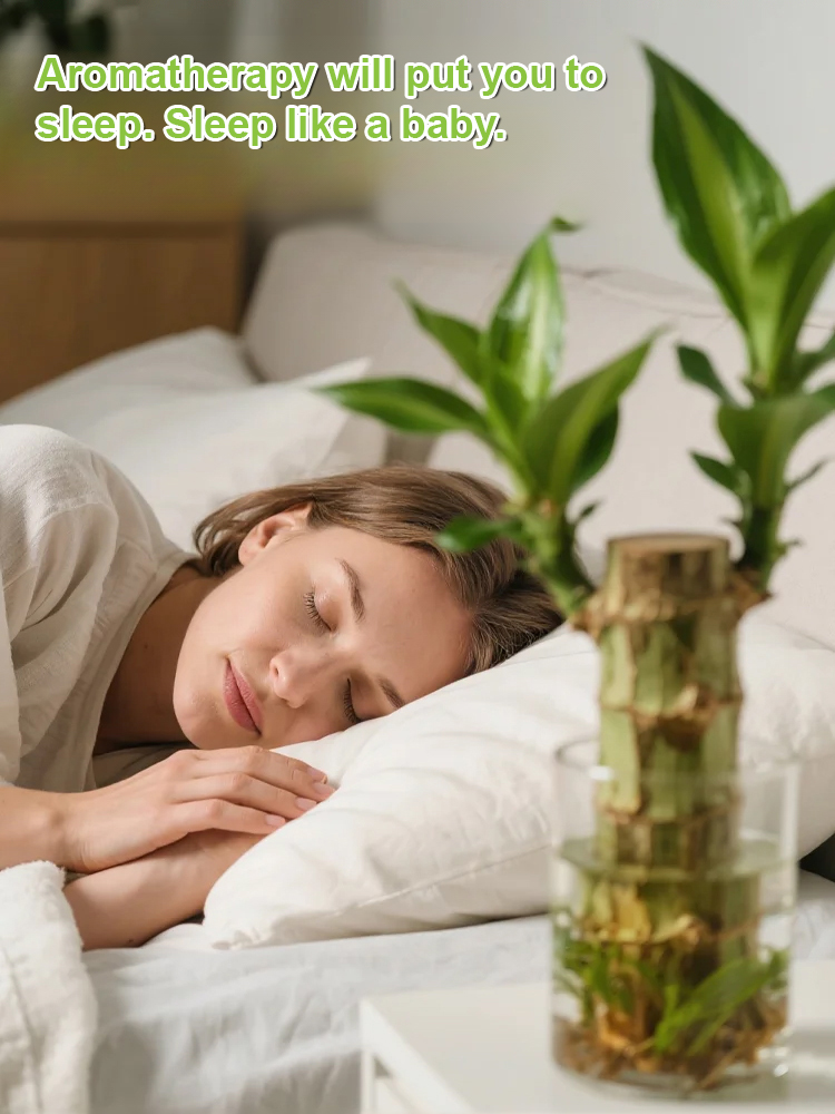 [Water-inspired] Four-season Flowering Hydroponic Brazilian Fortune Tree