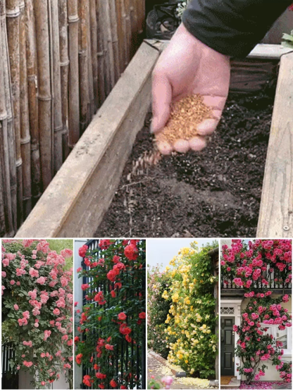 Home Gardening Double Petal Rose Seeds